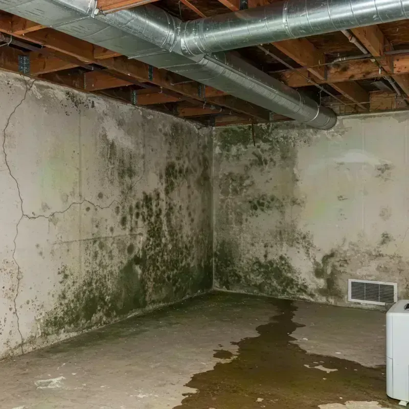 Professional Mold Removal in Affton, MO